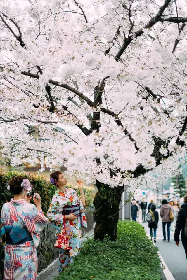 去日本看樱花，提前多久准备才最便宜省心？                                                                                               日本