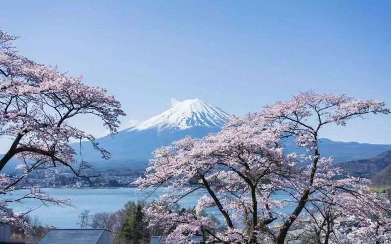 去日本看樱花，提前多久准备才最便宜省心？                                                                                               日本