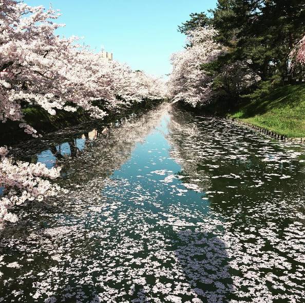 日本赏樱花攻略：看樱花的姿势和樱花限定美食                                                                                               日本