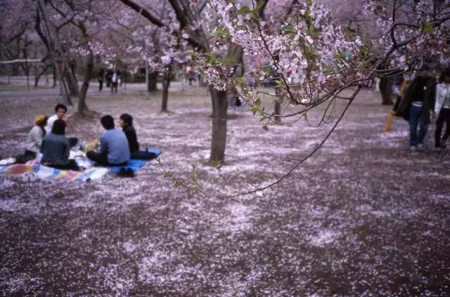 去日本看樱花，提前多久准备才最便宜省心？                                                                                               日本