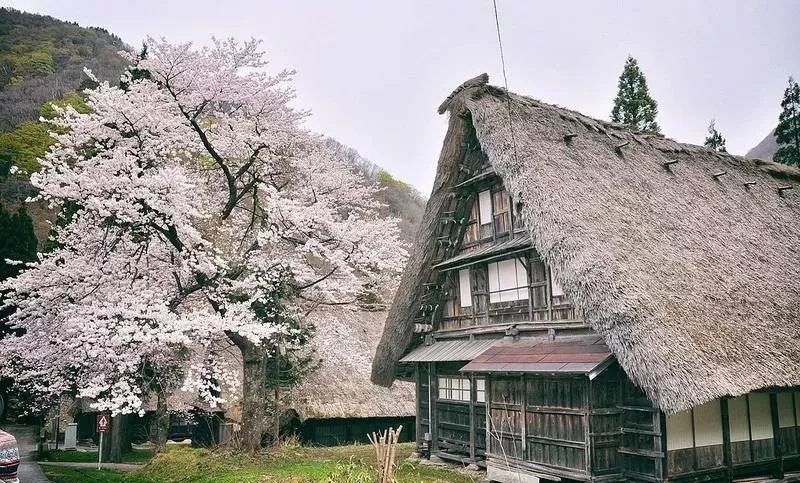 去日本看樱花，提前多久准备才最便宜省心？                                                                                               日本