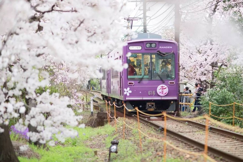 日本赏樱花攻略：看樱花的姿势和樱花限定美食                                                                                               日本