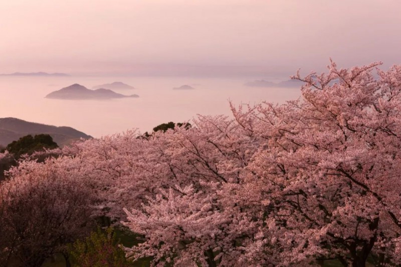 去日本看樱花，提前多久准备才最便宜省心？                                                                                               日本