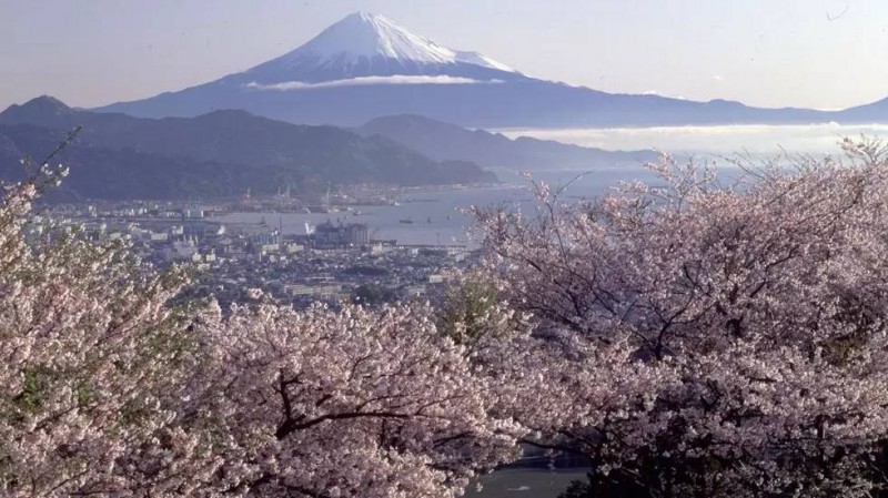 日本赏樱花攻略：看樱花的姿势和樱花限定美食                                                                                               日本