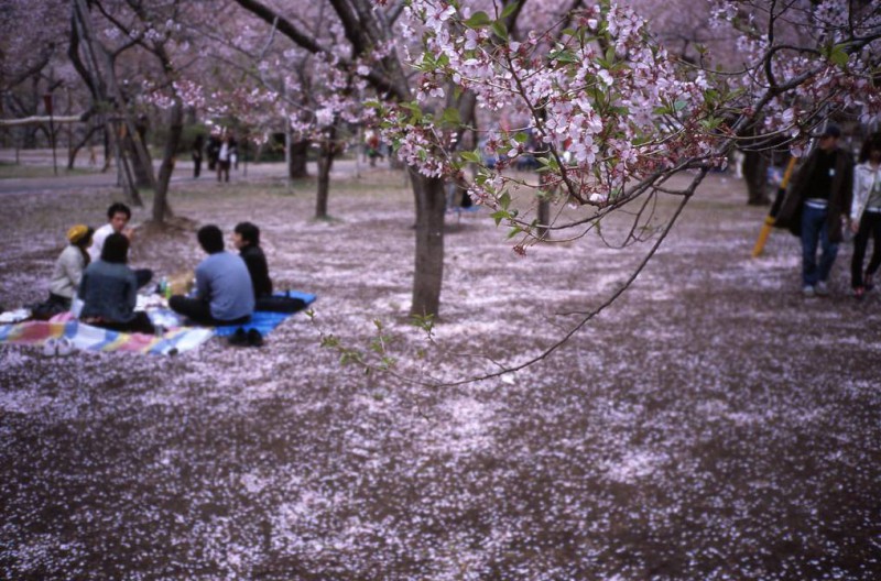 日本赏樱花攻略：看樱花的姿势和樱花限定美食                                                                                               日本