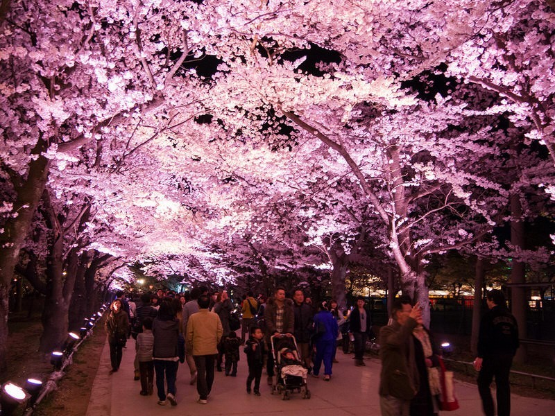 日本赏樱花攻略：看樱花的姿势和樱花限定美食                                                                                               日本