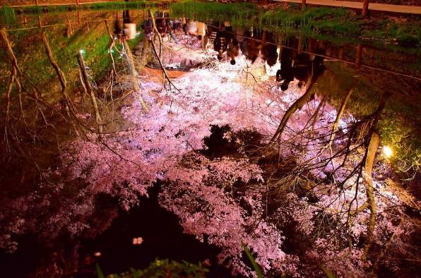 日本赏樱花攻略：看樱花的姿势和樱花限定美食                                                                                               日本