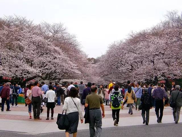 日本最全赏樱花攻略                                                                                               日本