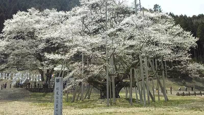 日本最全赏樱花攻略                                                                                               日本