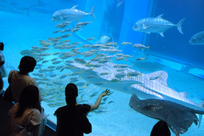 大阪海游馆：世界上最大的水族馆之一                                                                                               日本