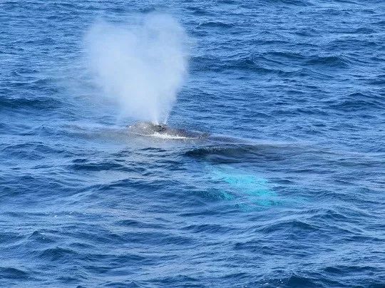 冬天去冲绳旅游，踏浪、赏樱、观鲸！                                                                                               日本