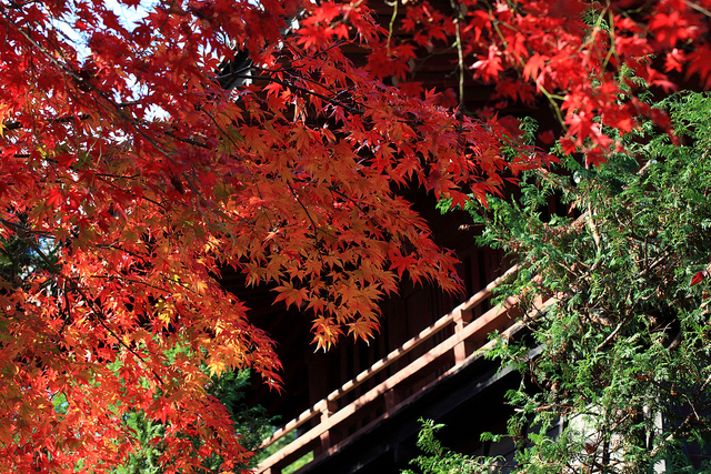 秋季去日本赏枫，你应该知道这些注意事项                                                                                               日本