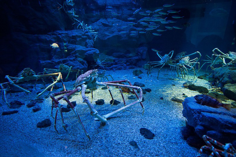 大阪海游馆：世界上最大的水族馆之一                                                                                               日本