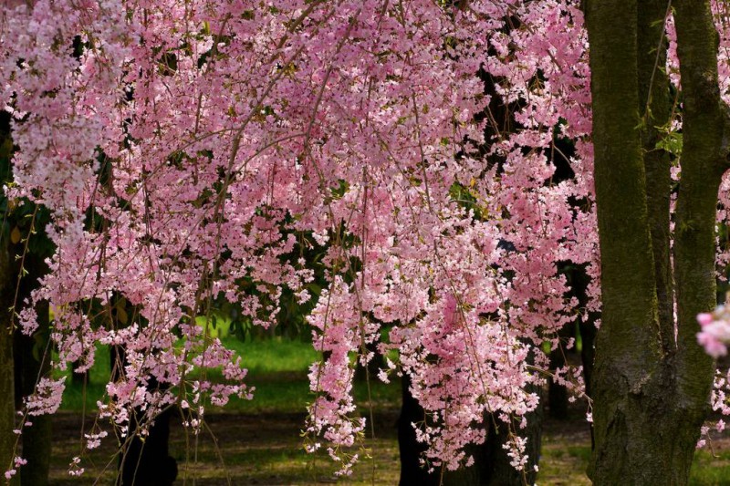 日本最全赏樱花攻略                                                                                               日本
