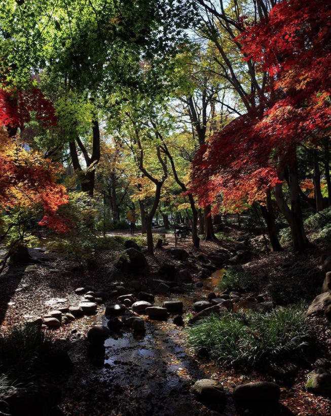 深度盘点：日本东京市区6大最佳赏枫地点                                                                                               日本