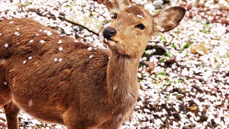 四月去日本漫步赏樱花攻略                                                                                               日本