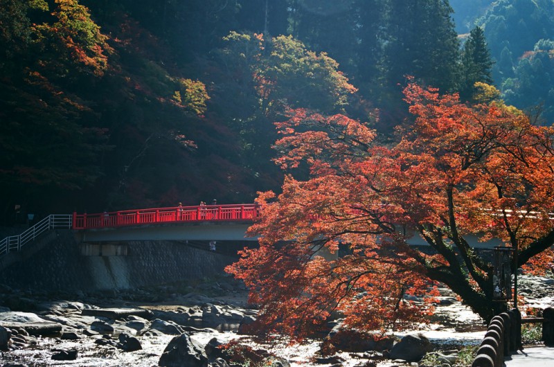 深度盘点：日本京都20个最佳旅游体验（附线路推荐）                                                                                               日本