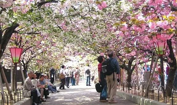 日本最全赏樱花攻略                                                                                               日本