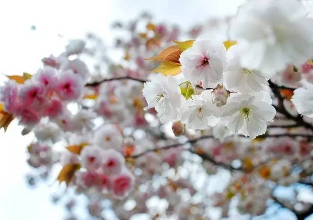 日本最全赏樱花攻略                                                                                               日本