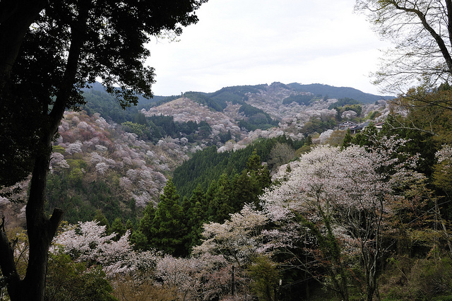 奈良旅游攻略：15个必去景点，去日本别只知道看小鹿！                                                                                               日本