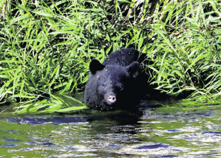 日本文部科学省将向全国教委发通知 防范熊出没确保学生安全 日本文部科学省将向全国教委发通知 防范熊出没确保学生安全