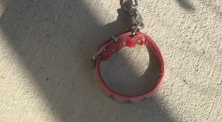 日本再发熊灾 宫城黑熊突闯民宅叼走柴犬 日本再发熊灾 宫城黑熊突闯民宅叼走柴犬