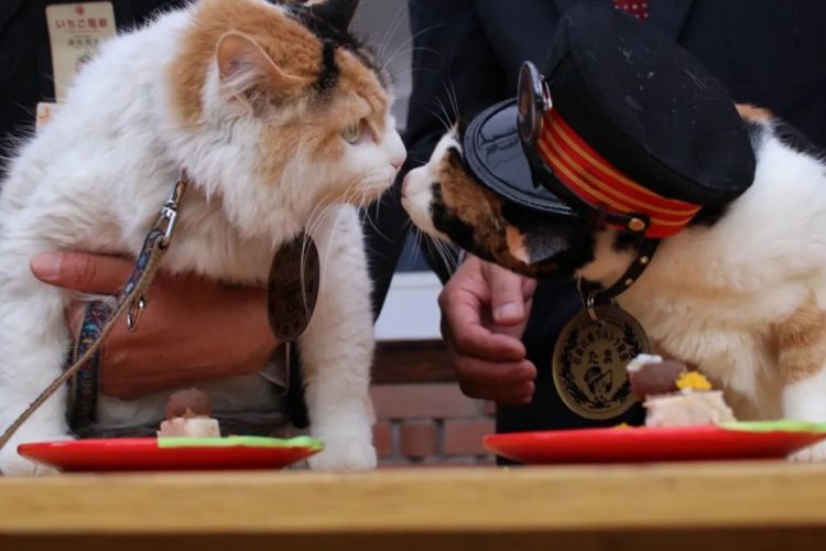 第264期:在华演出接连取消 日本音乐人怒批日本政府?中国暂停日本水产进口;唱片大奖公布 | 百通板 第264期:在华演出接连取消 日本音乐人怒批日本政府?中国暂停日本水产进口;唱片大奖公布 | 百通板