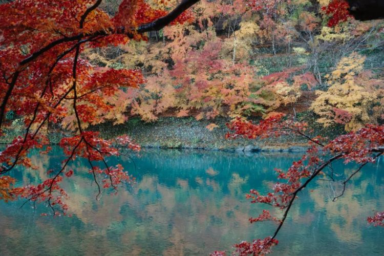 第261期:中国对日免签延长;木村拓哉长女恋爱?中日轮值APEC主席国;哥斯拉续作定名;日本熊灾 | 百通板 第261期:中国对日免签延长;木村拓哉长女恋爱?中日轮值APEC主席国;哥斯拉续作定名;日本熊灾 | 百通板