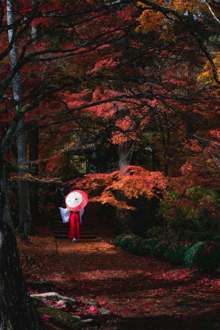 第261期:中国对日免签延长;木村拓哉长女恋爱?中日轮值APEC主席国;哥斯拉续作定名;日本熊灾 | 百通板 第261期:中国对日免签延长;木村拓哉长女恋爱?中日轮值APEC主席国;哥斯拉续作定名;日本熊灾 | 百通板