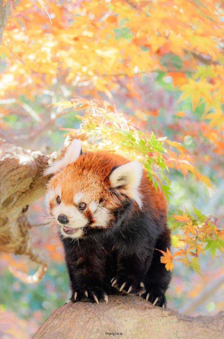 第264期:在华演出接连取消 日本音乐人怒批日本政府?中国暂停日本水产进口;唱片大奖公布 | 百通板 第264期:在华演出接连取消 日本音乐人怒批日本政府?中国暂停日本水产进口;唱片大奖公布 | 百通板