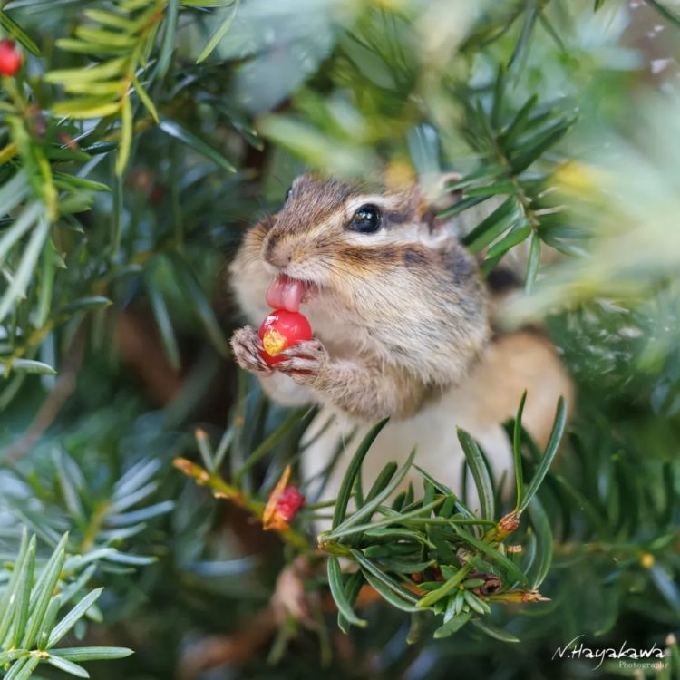 第262期:suica西瓜卡企鹅要毕业?宝可梦新作定档明年;日系车企财报赤字频出?日本熊灾破纪录;aespa将登红白?| 百通板 第262期:suica西瓜卡企鹅要毕业?宝可梦新作定档明年;日系车企财报赤字频出?日本熊灾破纪录;aespa将登红白?| 百通板