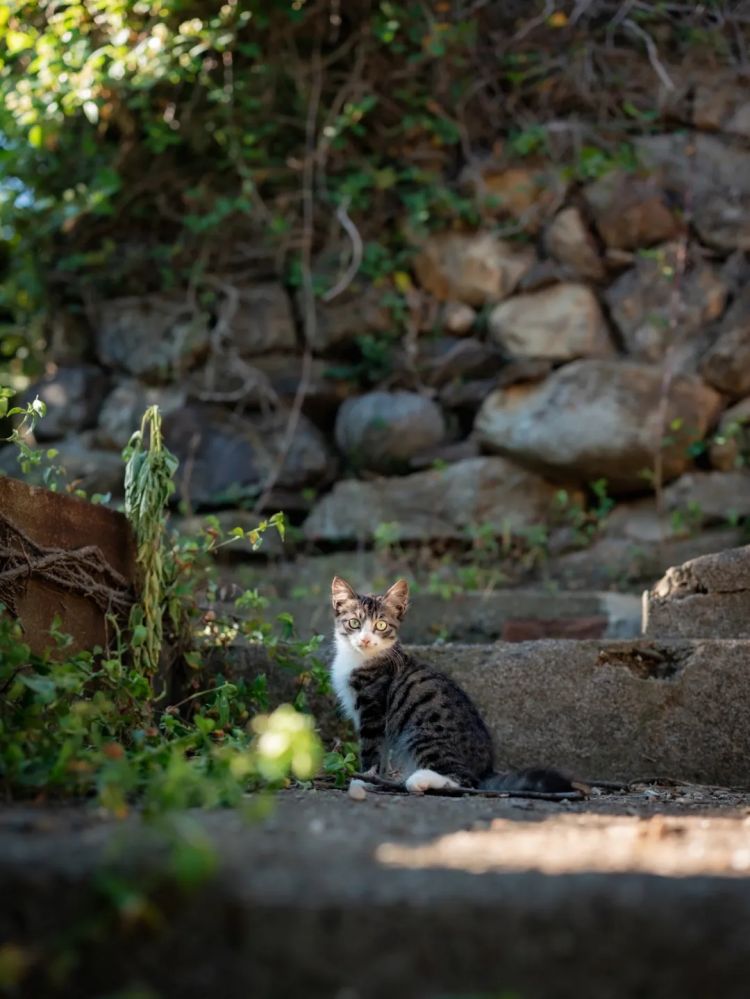 第262期:suica西瓜卡企鹅要毕业?宝可梦新作定档明年;日系车企财报赤字频出?日本熊灾破纪录;aespa将登红白?| 百通板 第262期:suica西瓜卡企鹅要毕业?宝可梦新作定档明年;日系车企财报赤字频出?日本熊灾破纪录;aespa将登红白?| 百通板