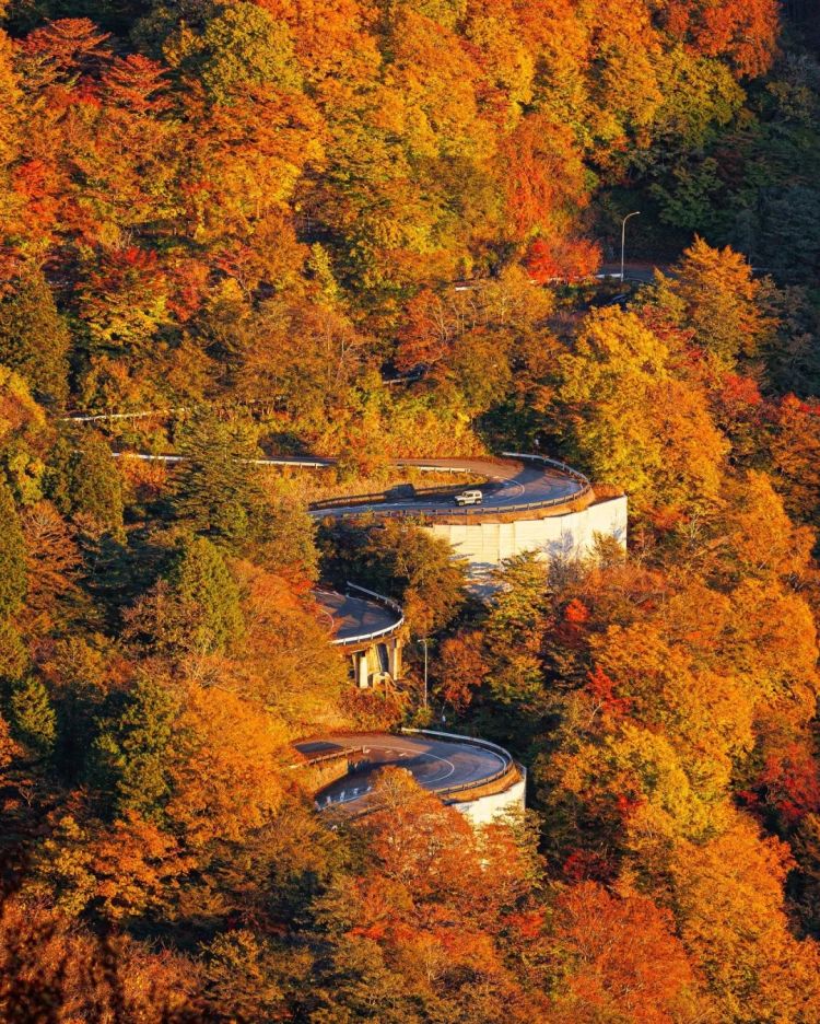 第260期：特朗普与高市早苗会面；龟梨和也与田中美奈实分手？日本熊灾肆虐；安倍晋三枪击案公审 | 百通板