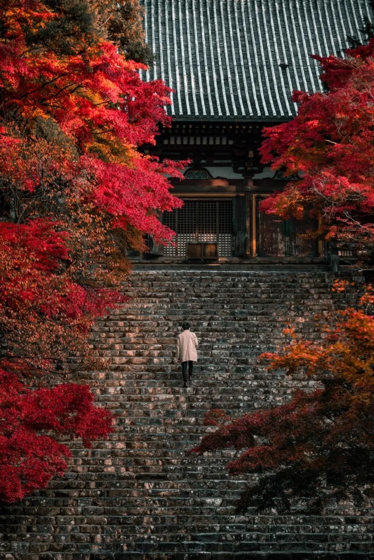 第260期：特朗普与高市早苗会面；龟梨和也与田中美奈实分手？日本熊灾肆虐；安倍晋三枪击案公审 | 百通板