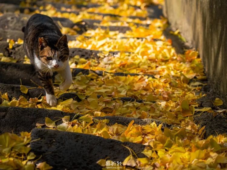 第262期:suica西瓜卡企鹅要毕业?宝可梦新作定档明年;日系车企财报赤字频出?日本熊灾破纪录;aespa将登红白?| 百通板 第262期:suica西瓜卡企鹅要毕业?宝可梦新作定档明年;日系车企财报赤字频出?日本熊灾破纪录;aespa将登红白?| 百通板