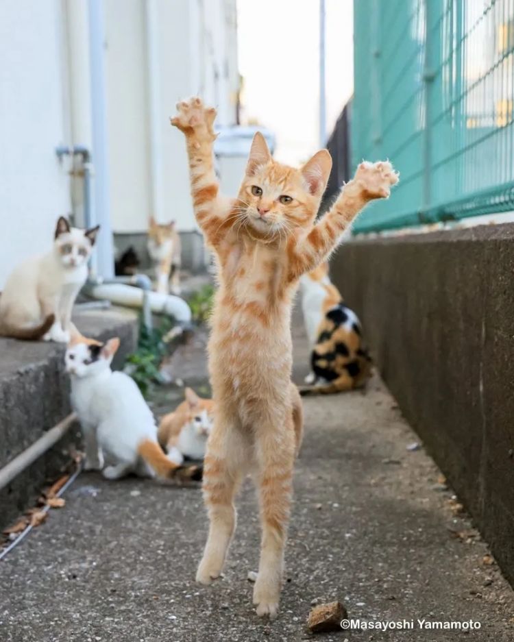 第264期:在华演出接连取消 日本音乐人怒批日本政府?中国暂停日本水产进口;唱片大奖公布 | 百通板 第264期:在华演出接连取消 日本音乐人怒批日本政府?中国暂停日本水产进口;唱片大奖公布 | 百通板