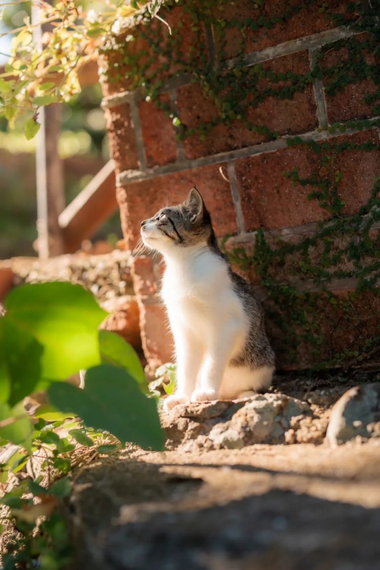 第261期:中国对日免签延长;木村拓哉长女恋爱?中日轮值APEC主席国;哥斯拉续作定名;日本熊灾 | 百通板 第261期:中国对日免签延长;木村拓哉长女恋爱?中日轮值APEC主席国;哥斯拉续作定名;日本熊灾 | 百通板