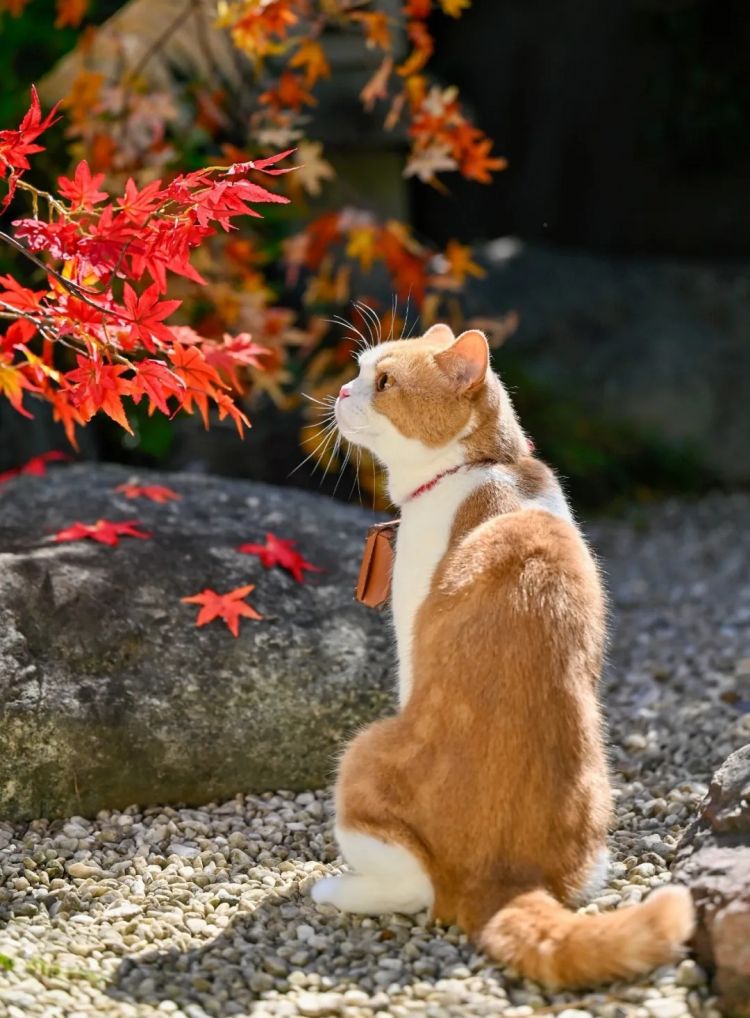 第260期：特朗普与高市早苗会面；龟梨和也与田中美奈实分手？日本熊灾肆虐；安倍晋三枪击案公审 | 百通板