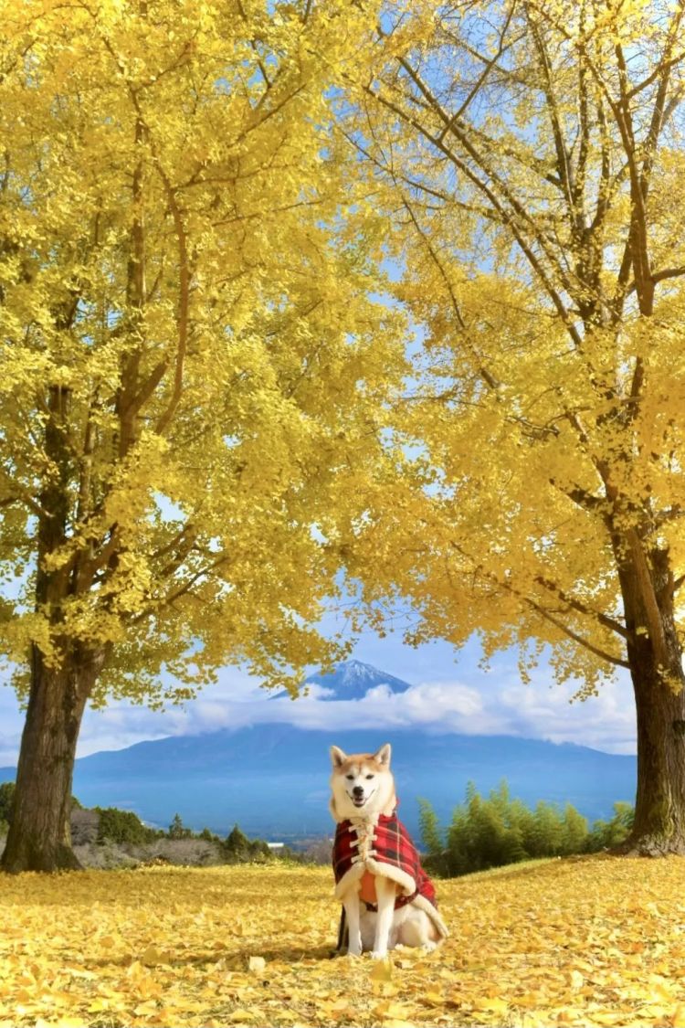 第264期:在华演出接连取消 日本音乐人怒批日本政府?中国暂停日本水产进口;唱片大奖公布 | 百通板 第264期:在华演出接连取消 日本音乐人怒批日本政府?中国暂停日本水产进口;唱片大奖公布 | 百通板