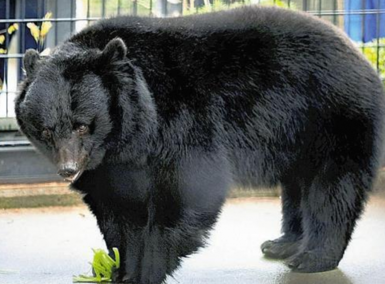 日本大森山动物园黑熊脱逃 园方紧急闭园调查