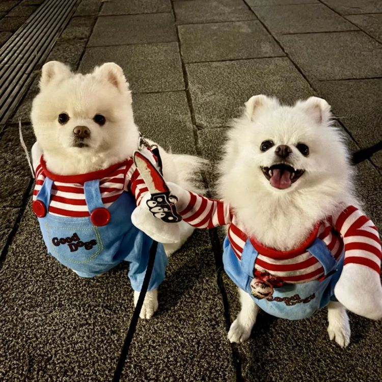 第260期：特朗普与高市早苗会面；龟梨和也与田中美奈实分手？日本熊灾肆虐；安倍晋三枪击案公审 | 百通板