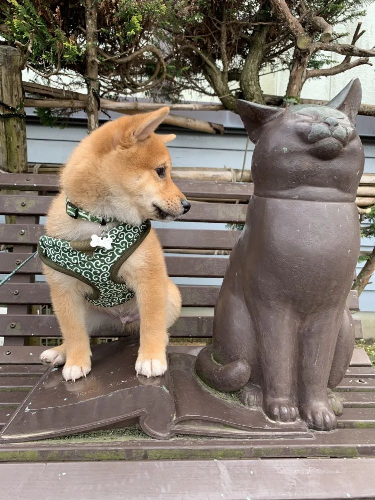 第263期：赴日旅游减少 日本将损失1.7万亿？NHK红白歌会名单出炉；日本GD日本GDP现负增长 | 百通板