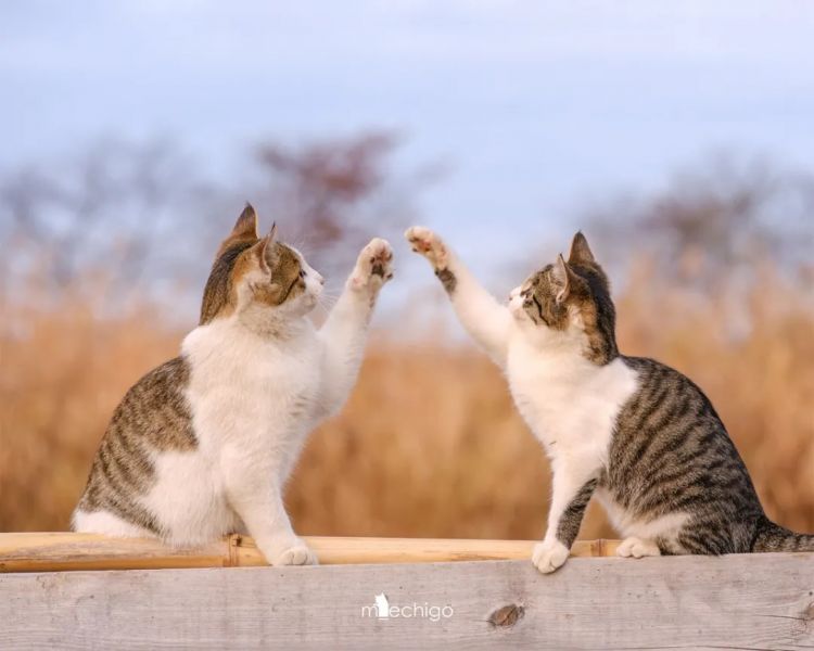 第266期:日本GDP增速下调?永野芽郁将复出?日本多所大学拟上调留学生学费?日本再发大地震;AKB48举行20周年演唱会 | 百通板 第266期:日本GDP增速下调?永野芽郁将复出?日本多所大学拟上调留学生学费?日本再发大地震;AKB48举行20周年演唱会 | 百通板