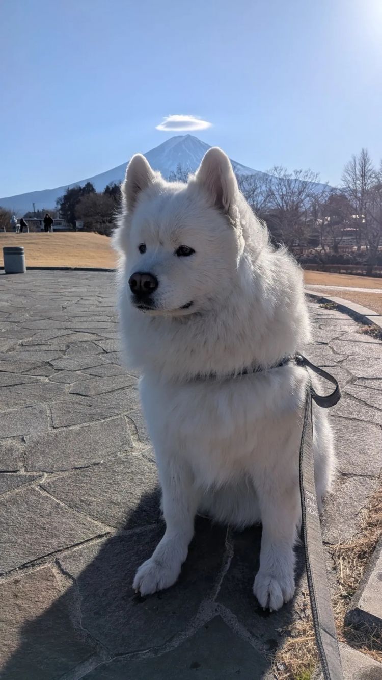 第267期:新一批731细菌战罪证公布;日本年度汉字揭晓;日本近7成支持女性天皇?日本将没有大熊猫?| 百通板 第267期:新一批731细菌战罪证公布;日本年度汉字揭晓;日本近7成支持女性天皇?日本将没有大熊猫?| 百通板