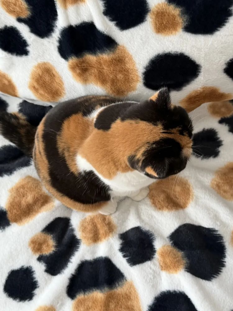 第266期:日本GDP增速下调?永野芽郁将复出?日本多所大学拟上调留学生学费?日本再发大地震;AKB48举行20周年演唱会 | 百通板 第266期:日本GDP增速下调?永野芽郁将复出?日本多所大学拟上调留学生学费?日本再发大地震;AKB48举行20周年演唱会 | 百通板