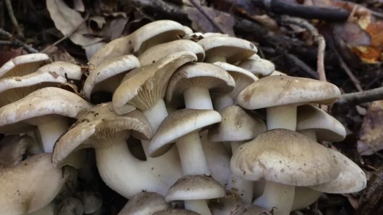 日本大爷上山采蘑菇吃完差点没命，大爷：问了AI说没毒才吃的…