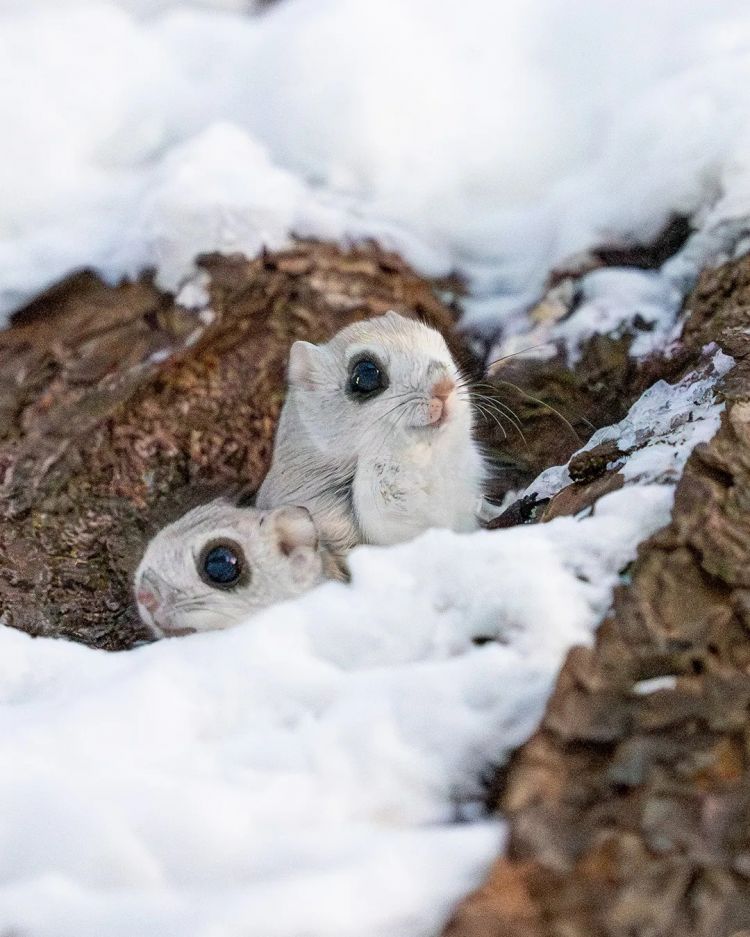 第267期:新一批731细菌战罪证公布;日本年度汉字揭晓;日本近7成支持女性天皇?日本将没有大熊猫?| 百通板 第267期:新一批731细菌战罪证公布;日本年度汉字揭晓;日本近7成支持女性天皇?日本将没有大熊猫?| 百通板