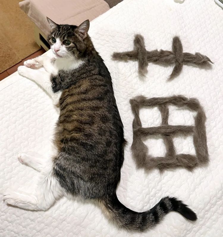 第267期:新一批731细菌战罪证公布;日本年度汉字揭晓;日本近7成支持女性天皇?日本将没有大熊猫?| 百通板 第267期:新一批731细菌战罪证公布;日本年度汉字揭晓;日本近7成支持女性天皇?日本将没有大熊猫?| 百通板