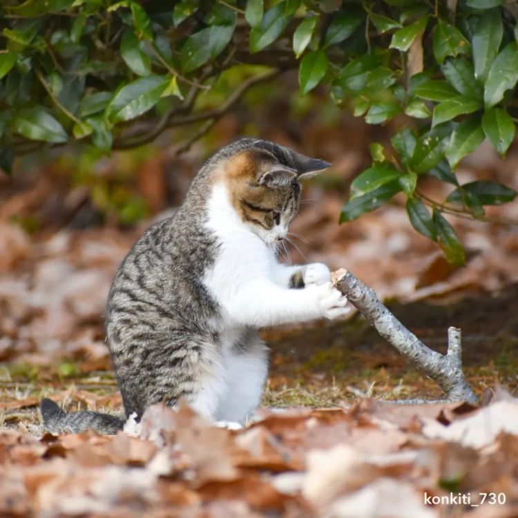 第265期：高市早苗名言当选日本年度流行语？东京拟提高住宿税；滨崎步演唱会紧急叫停？| 百通板