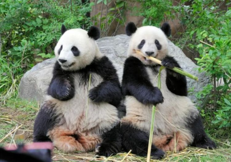 第267期:新一批731细菌战罪证公布;日本年度汉字揭晓;日本近7成支持女性天皇?日本将没有大熊猫?| 百通板 第267期:新一批731细菌战罪证公布;日本年度汉字揭晓;日本近7成支持女性天皇?日本将没有大熊猫?| 百通板